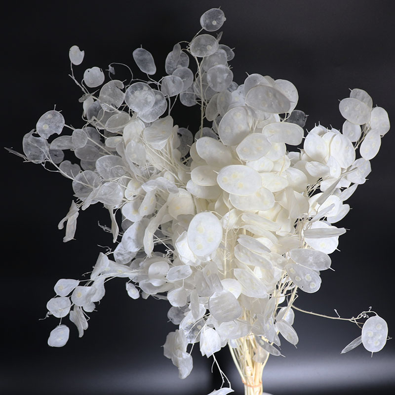 Eucalyptus Preserved - زهور لوناريا المحفوظة لترتيب الزفاف، أوراق