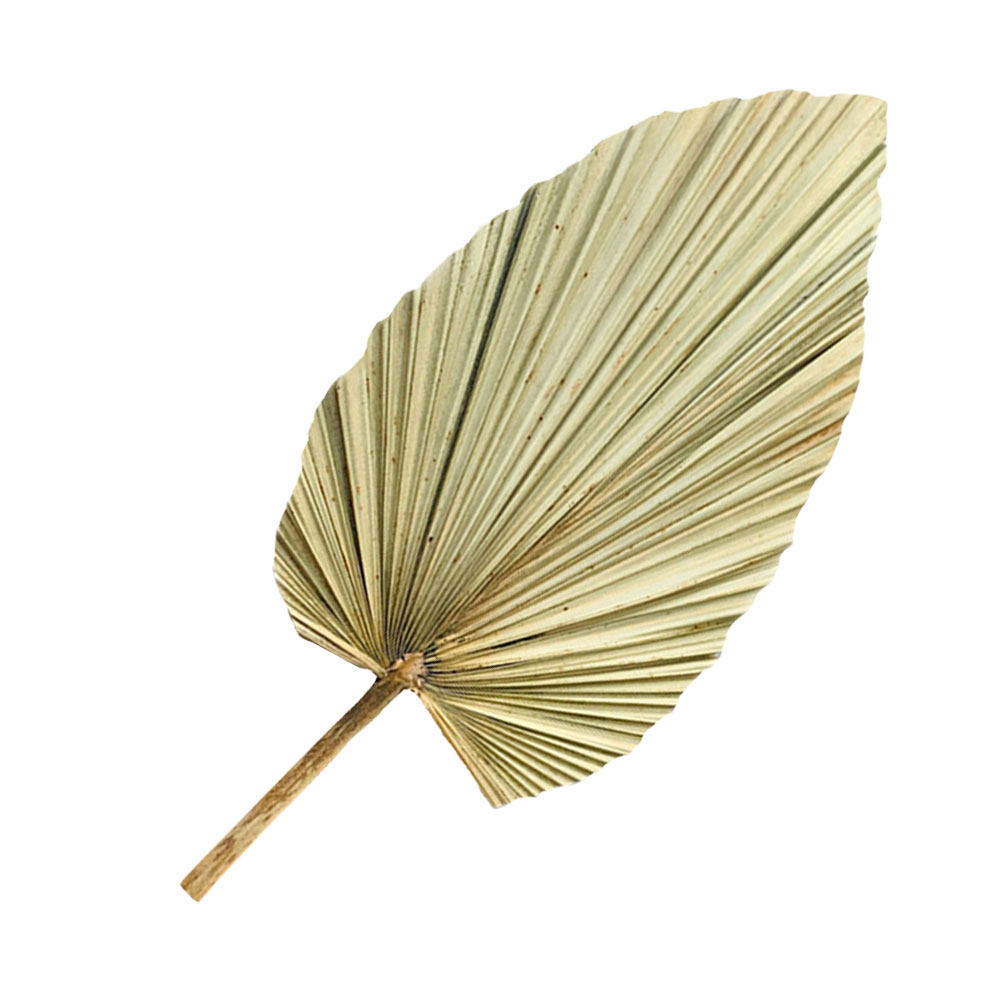 1 قطعة من أوراق النخيل المجففة - مراجعة Palm Leaf Dried وسعره