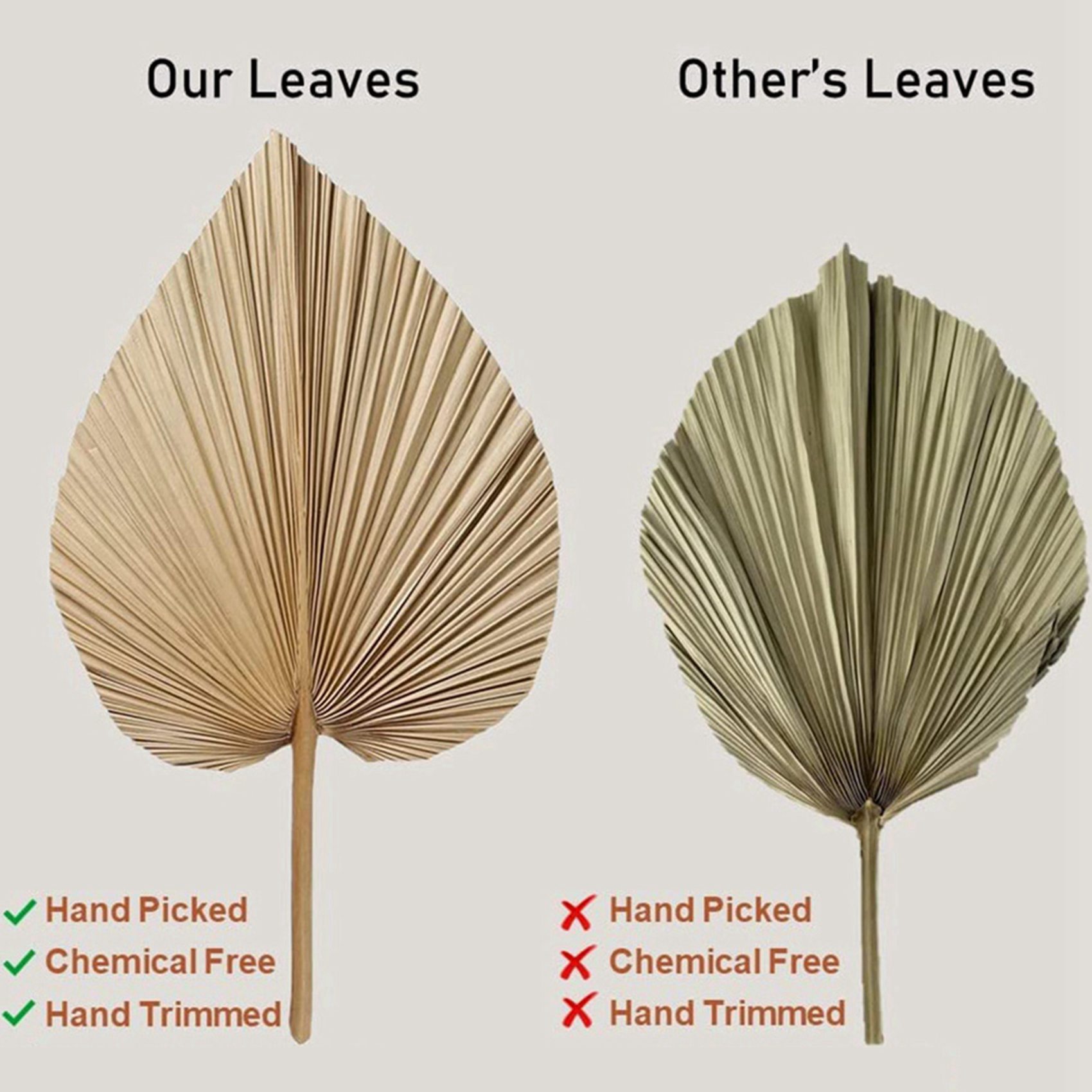 8 قطع من أوراق النخيل الطبيعية - مراجعة Palm Leaf Dried وسعره