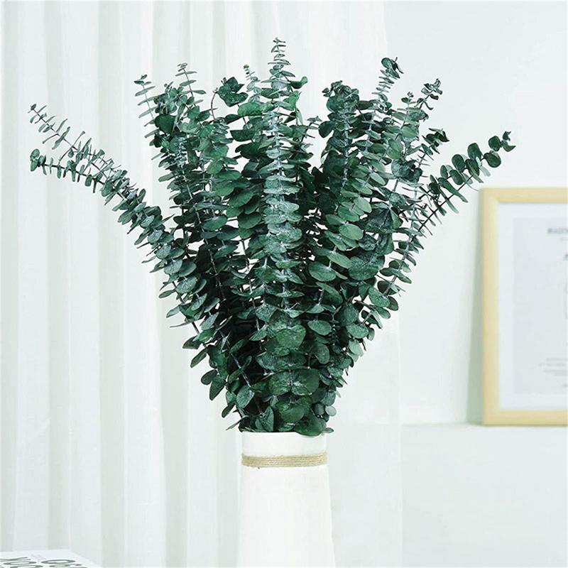 10 قطعة أوراق الأوكالبتوس الحق - مراجعة Eucalyptus Preserved وسعره