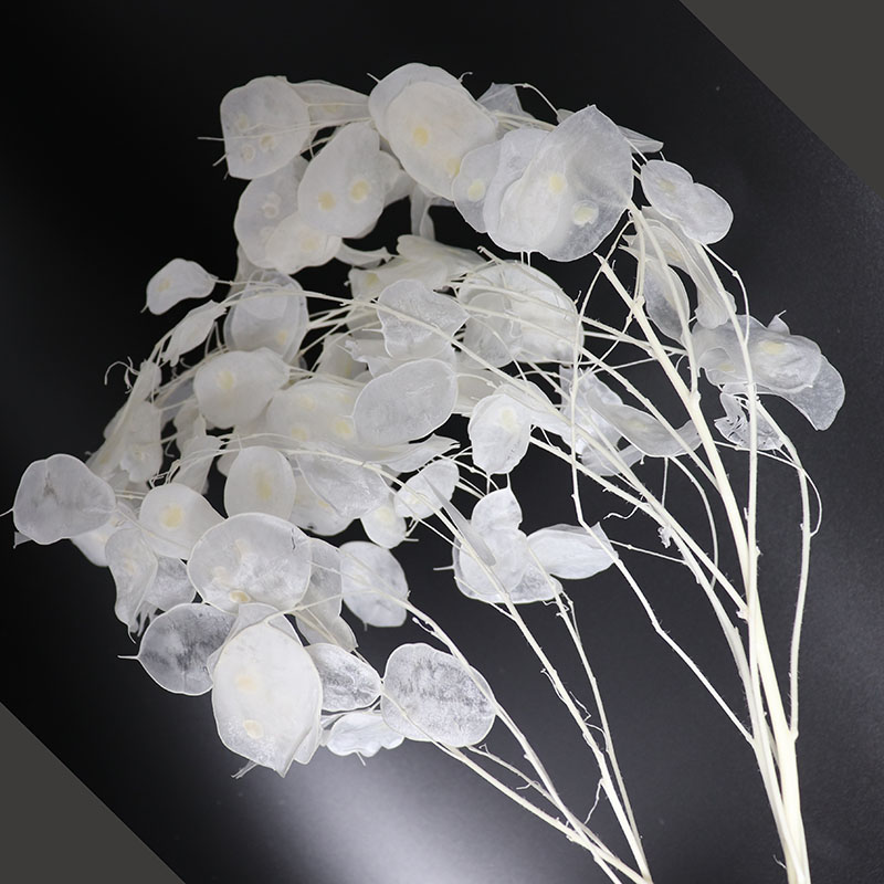 زهور لوناريا المحفوظة لترتيب ا - مراجعة Eucalyptus Preserved وسعره