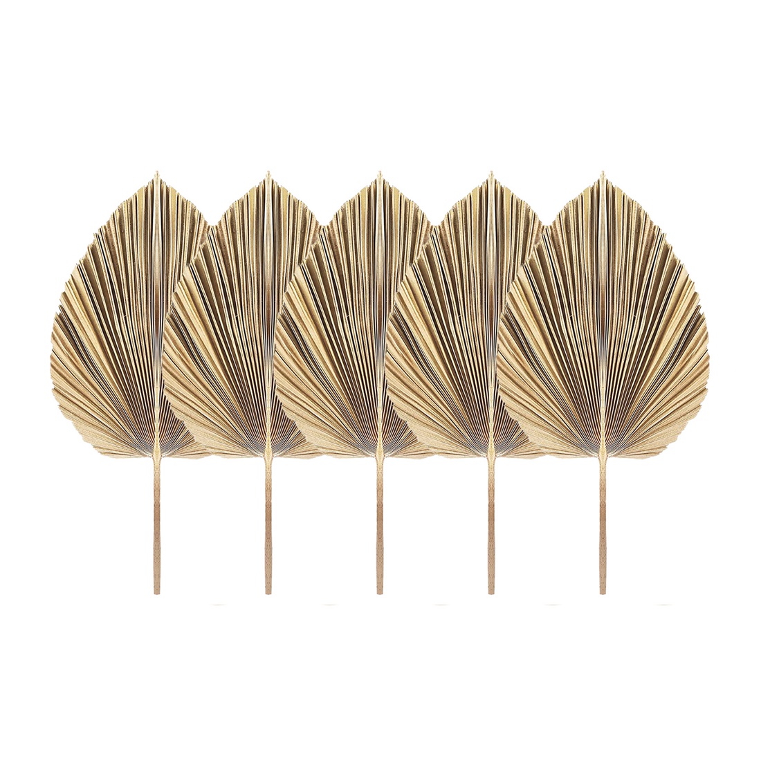 5 قطعة أوراق النخيل المجففة ال - مراجعة Palm Leaf Dried وسعره