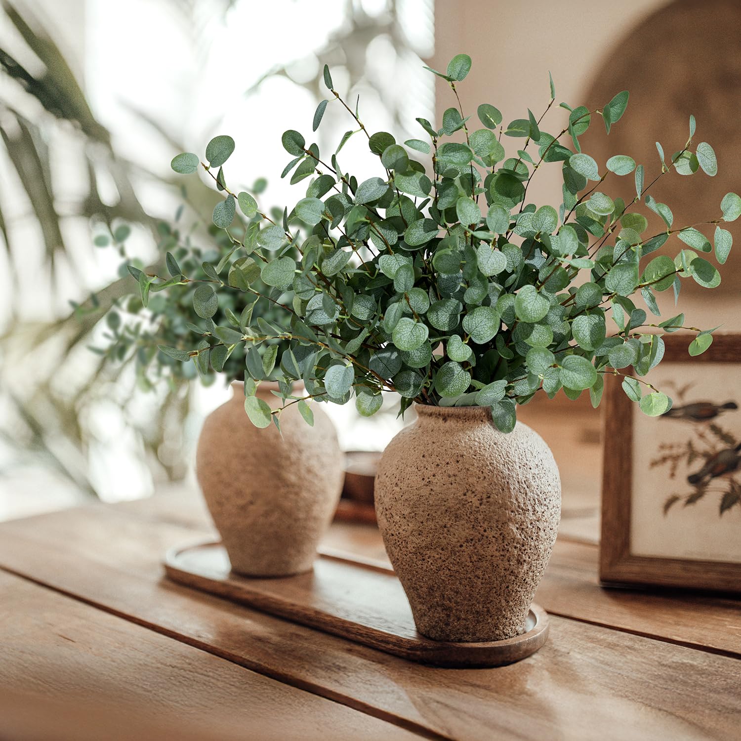 فو الأوكالبتوس ينبع النباتات ا - مراجعة Eucalyptus Preserved وسعره