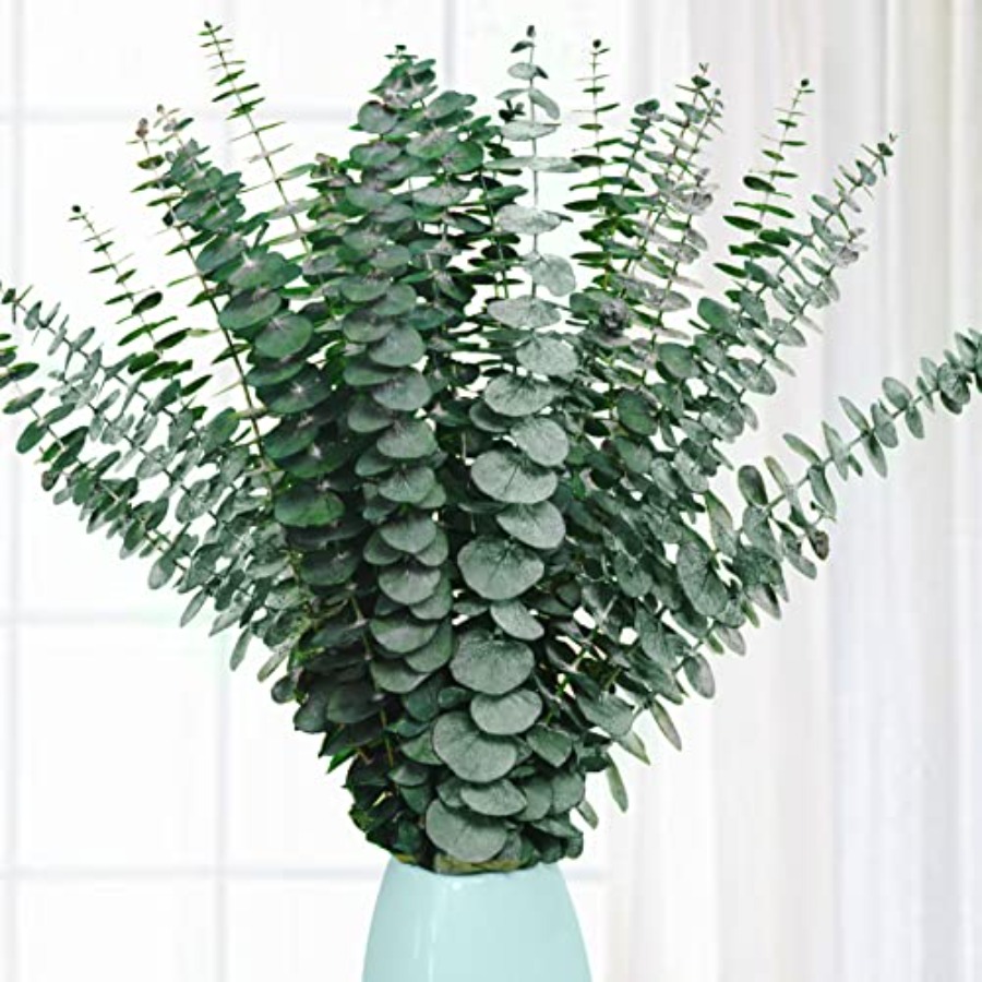 20 قطعة من أغصان الأوكالبتوس ا - مراجعة Eucalyptus Preserved وسعره