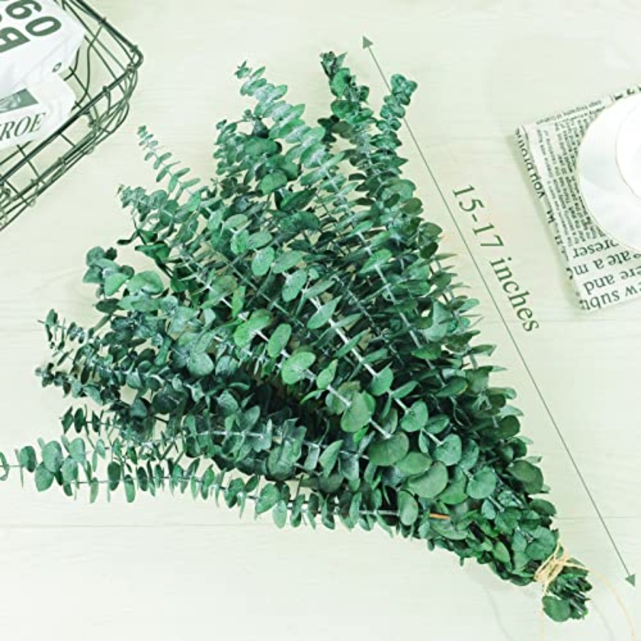 20 قطعة من أغصان الأوكالبتوس ا - مراجعة Eucalyptus Preserved وسعره