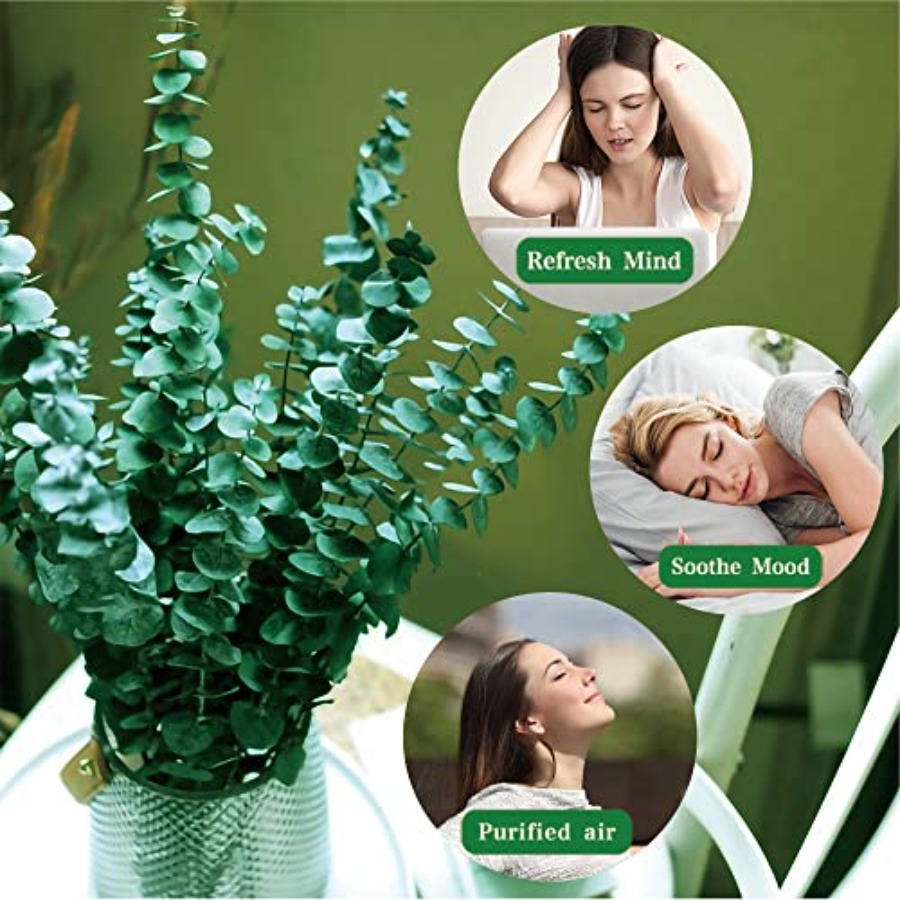 20 قطعة من أغصان الأوكالبتوس ا - مراجعة Eucalyptus Preserved وسعره