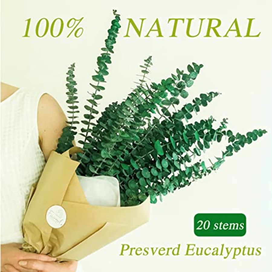 20 قطعة من أغصان الأوكالبتوس ا - مراجعة Eucalyptus Preserved وسعره