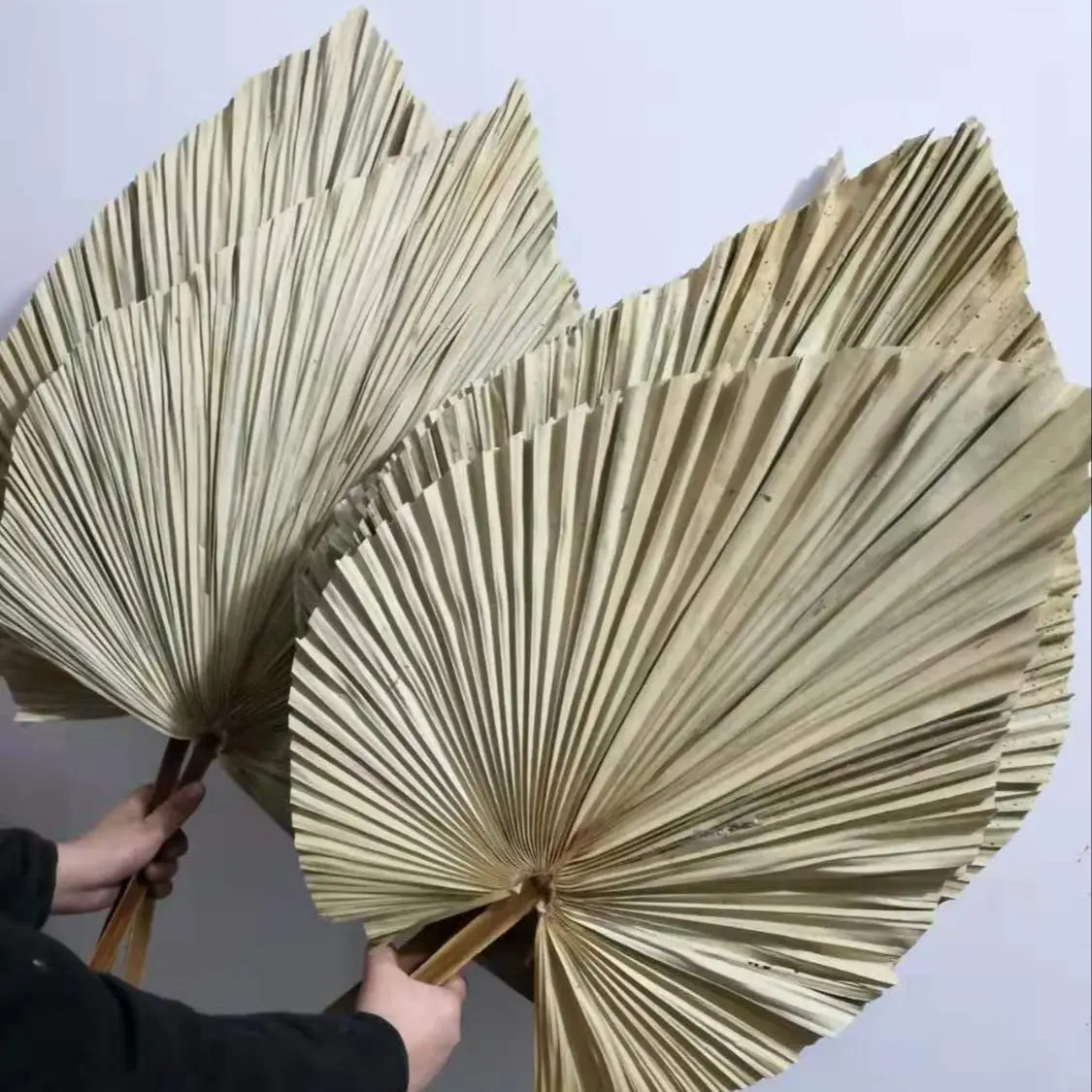 أوراق نخيل مجففة طبيعية، باقة  - مراجعة Palm Leaf Dried وسعره