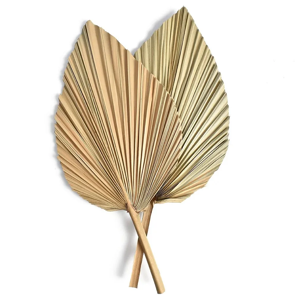 أوراق نخيل مجففة طبيعية، باقة  - مراجعة Palm Leaf Dried وسعره
