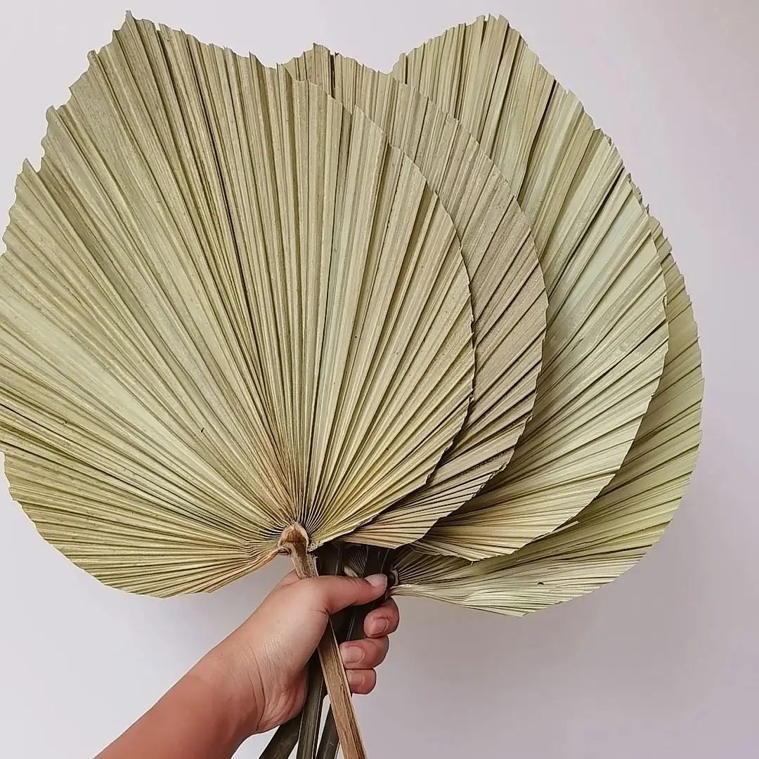 أوراق نخيل مجففة طبيعية، باقة  - مراجعة Palm Leaf Dried وسعره