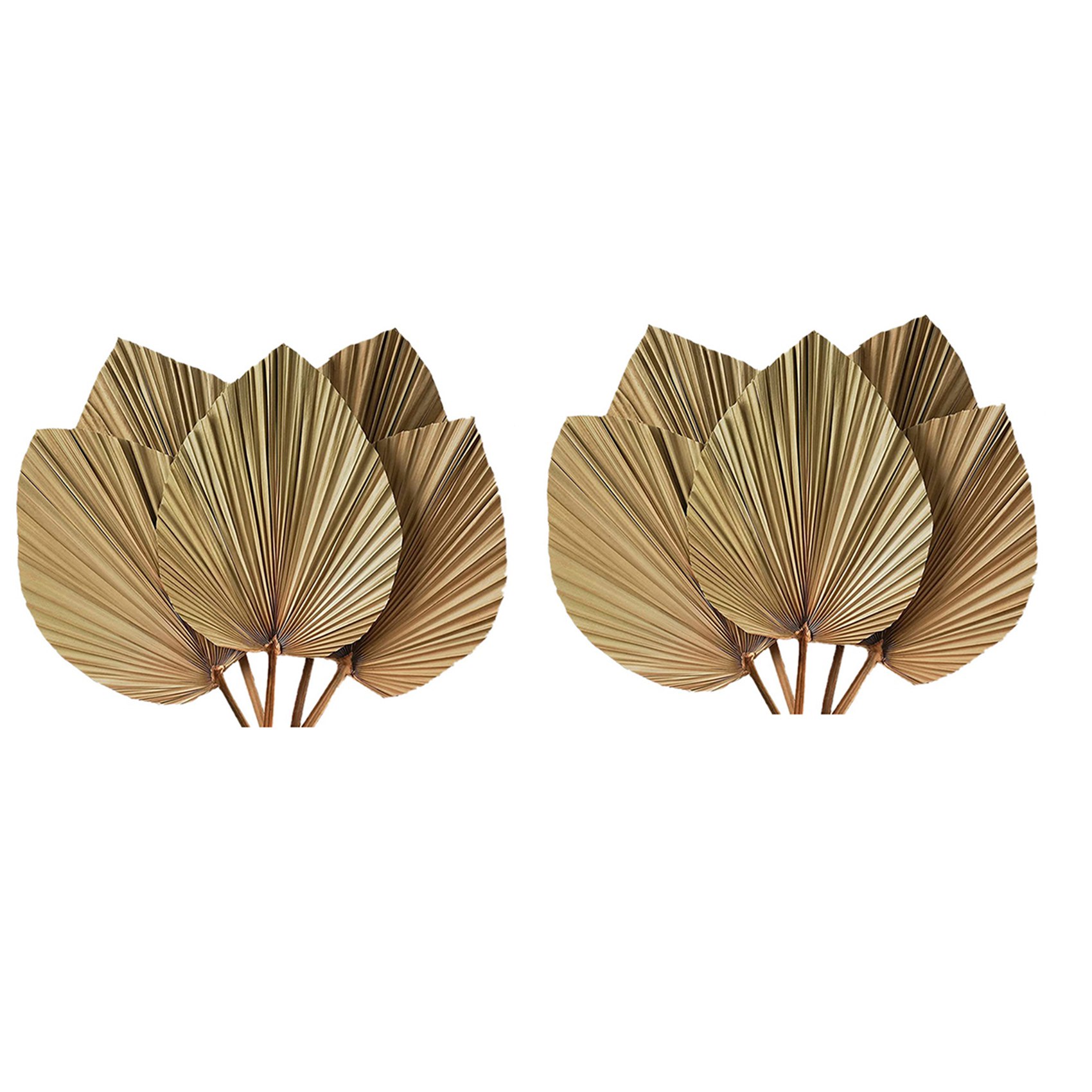 أوراق النخيل المجففة لديكور ال - مراجعة Palm Leaf Dried وسعره