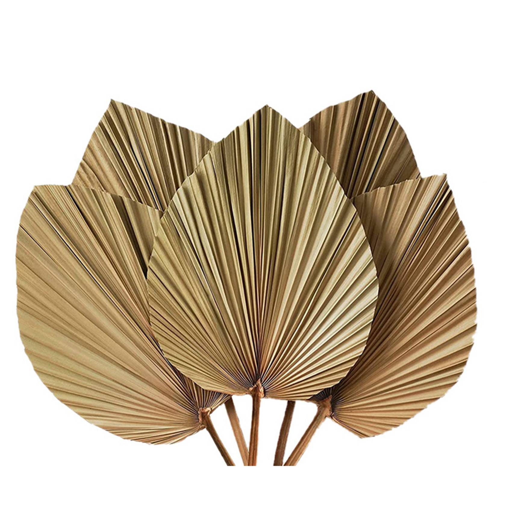 أوراق النخيل المجففة لديكور ال - مراجعة Palm Leaf Dried وسعره